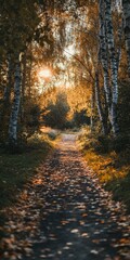 Fototapeta premium Serene autumn pathway through a birch forest at sunset