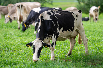 Cows on lawn. Cow grazing on meadow. Holstein cow. Eco cow farming. Cows in a mountain field. Cows on a summer pasture. Landscape with herd of cow grazing on field with fresh grass.