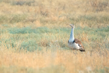 great Indian bustard or Ardeotis nigriceps at desert national park in Rajasthan