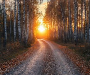 Obraz premium Golden sunrise over a winding dirt road through birch trees in autumn