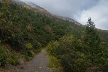 Autumn Forest in the area of ​​Coahuila, Sierra de Arteaga, Cerro de la Marta. Mexico