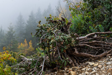 Autumn Forest in the area of ​​Coahuila, Sierra de Arteaga, Cerro de la Marta. Mexico