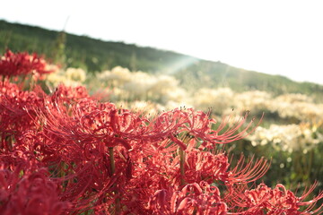 夕日に照らされる彼岸花　彼岸花の群生　秋の景色
