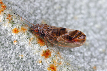 Obraz premium Elaeagnus sucker, Cacopsylla fulguralis. Adult winged pest on the underside of the leaf Elaeagnus x submacrophylla. Jumping plant lice (Psyllidae).
