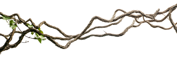 Twisted wild liana jungle vine isolated on white background, path