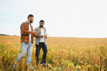 Fototapeta premium Two farmers walking in soybean field.