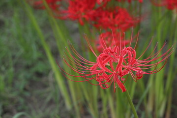 日本の秋の景色　彼岸花　日本の花