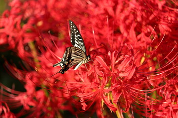 ナミアゲハと彼岸花　蝶　秋の風景