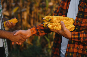Two farmer agronomist colleagues shaking hand collaboration at corn field