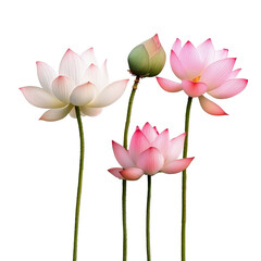 Fototapeta premium Elegant lotus flowers and lush green leaves on a Png background, exuding tranquility and beauty, lotus flowers isolated on Png background