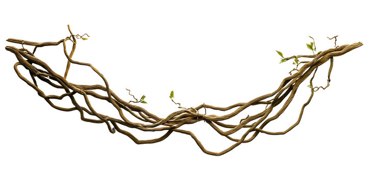 Fototapeta Twisted wild liana jungle vine isolated on white background, 