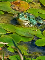frog in the pond