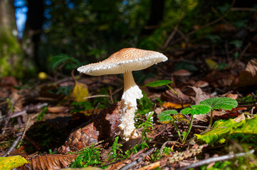 An edible amanita mushroom under the sunlight