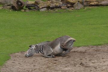 zebra in zoo