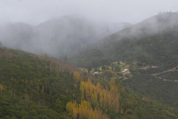 Landscape of Autumn Trees, vibrant yellow colors in the area of ​​Coahuila, Sierra de Arteaga, Cerro de la Marta. Mexico