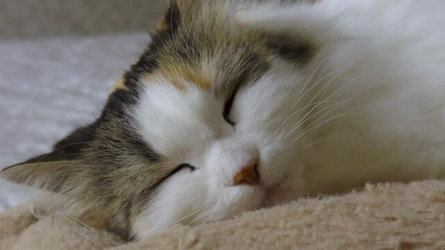 A close-up shot of a calico cat sleeping on a cozy beige blanket. The natural soft light enhances the cat's fur texture, emphasizing the serene and calm atmosphere. Captured with a narrow depth of