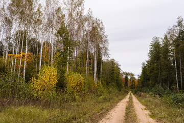 A sandy road runs through a picturesque wild autumn forest. Autumn landscape on a cloudy day