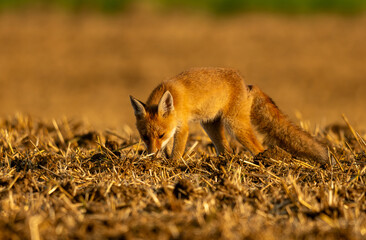 jeune renard recherchant sa nourriture dans un champ au petit  matin ensoleillé