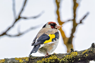 European Goldfinch (Carduelis carduelis) spotted in North County, Dublin, commonly found across Europe