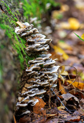 A cluster of various mushrooms is thriving on an old tree trunk