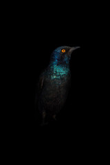 Fototapeta premium Bird's eye