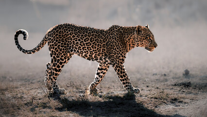 Leopard Walking