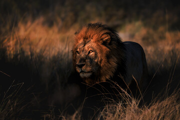 Lion's Gaze