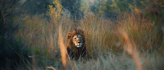 Lion's Gaze © Lorenzo