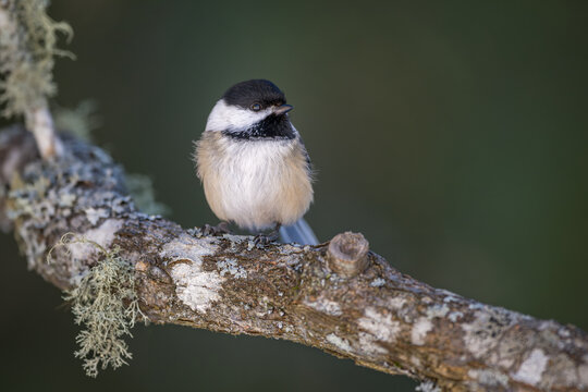 Black-capped Chickadee bird on tree branch