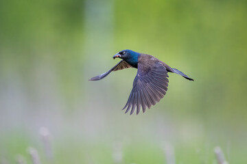Common Grackle bird flying with grubs in beak
