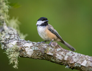 Black-capped Chickadee bird on tree branch