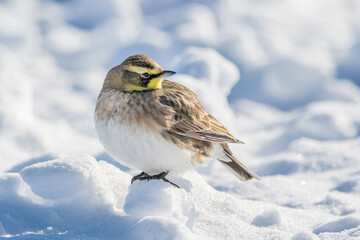 Horned Lark bird perched on snowball