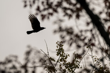 Moody monochrome crow flying silhouette