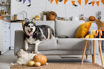 Cute husky dog with Halloween decorations lying on sofa at home © Pixel-Shot