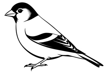 black and white bird
