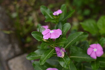 Photographs of a beginner