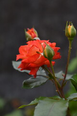 Photographs of a beginner