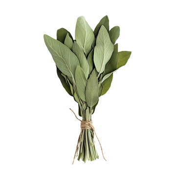 Close-up of a fresh sage bundle tied with twine, showcasing vibrant green leaves perfect for culinary and aromatic uses.