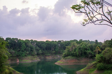 morning in the forest