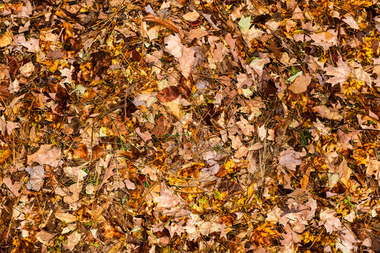 Pattern of fall leaves and grass in a leaf pile