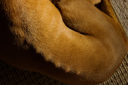 Abstract view of the back and right hind leg of a brown dog