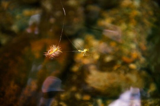 An artificial yellow fishing fly sits on the surface of the water next to a yellow aquatic insect
