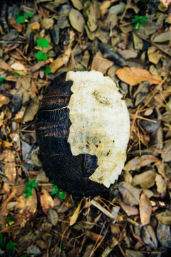 Decomposing shell of a snapping turtle in Nags Head North Carolina
