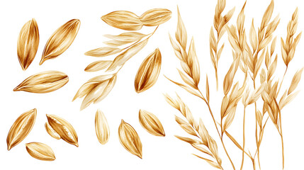 oat grains, oats isolated watercolor painting, realistic cereal plant, seeds. Agriculture harvesting wholegrain product