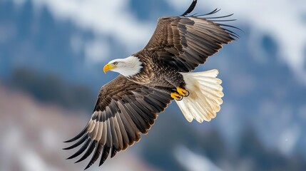 Fototapeta premium Bald Eagle in Flight Against a Blurred Blue Sky Background