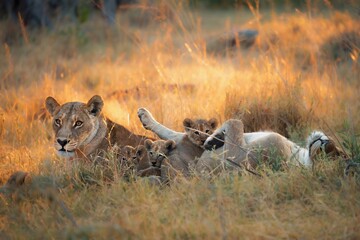 LIoness and her Cubs