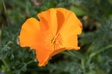 Close up of a California poppy (eschscholzia californica) flower