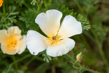 Close up of a California poppy (eschscholzia californica) flower