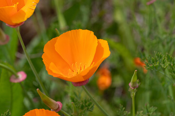Close up of a California poppy (eschscholzia californica) flower in bloom