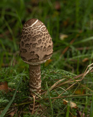 The Macrolepiota procera, stands prominently in its natural habitat, surrounded by dense, green undergrowth and forest floor debris